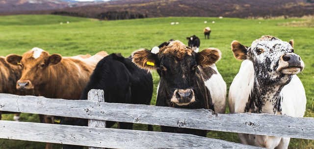Ritorno al passato: le vacche sacre calabresi   