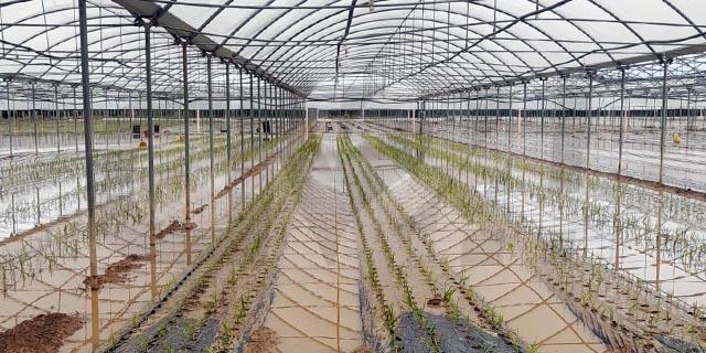 Campi e attrezzature sott’acqua, l’agricoltura fa i conti (tragici) con la furia del maltempo