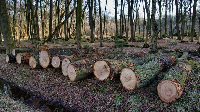 WWF, UE e anti-deforestazione